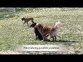 Dog Obedience Training - sit commands in dog park