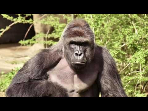 forgive-me-harambe-(original-song)