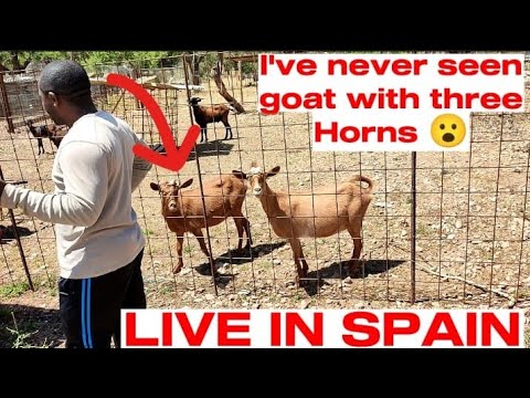 HOW NIGERIANS IN SPAIN HÚRNT TRAIN AND SLAU-GHTER 🐐 GÓATS  PALMA DE MALLORCA SÓLLER