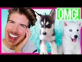 REACTING TO MY DOGS AS PUPPIES!