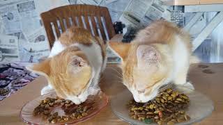 Cats Eating - ASMR by Animals Love 115 views 5 years ago 4 minutes, 57 seconds
