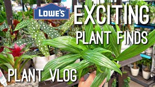 Houseplants on Clearance! Super Cute New Planters! Plant Shopping Local Big Box Store Lowe’s
