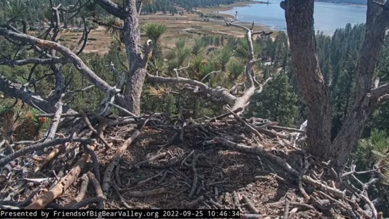 Big Bear Bald Eagles 09 25 2022 13 52 YouTube