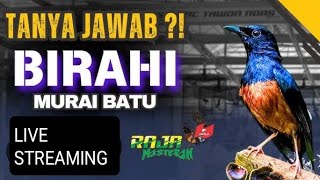 Pancingan dan terapi murai batu agar cepat gacor dan bongkar isian