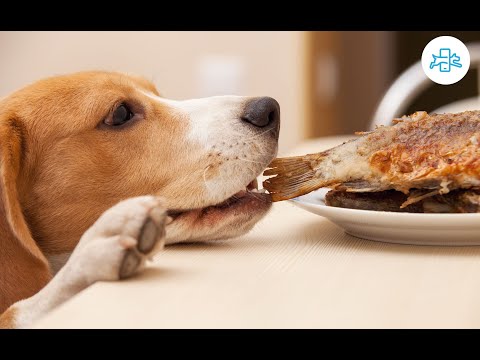 Can Dogs Eat Smoked Salmon Bikehike Can Dogs Eat Smoked Salmon Bikehike