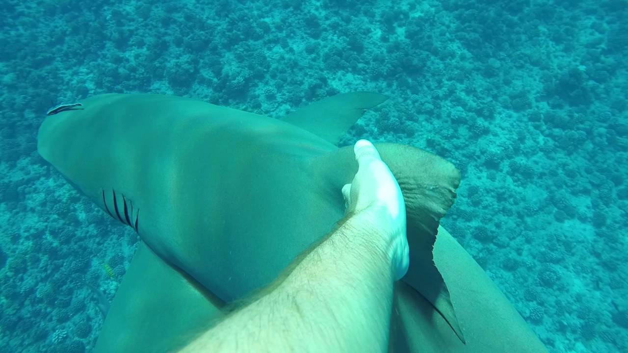 Caresser Un Requin Citron En Polynesie Youtube Caresser Un Requin Citron En Polynesie Youtube