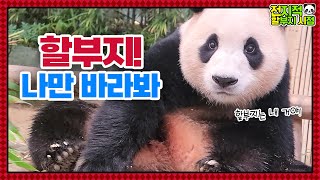 (SUB) Kid Panda Is Upset With Grandpa And Baby Panda Is Drinking Beestings│ Panda World