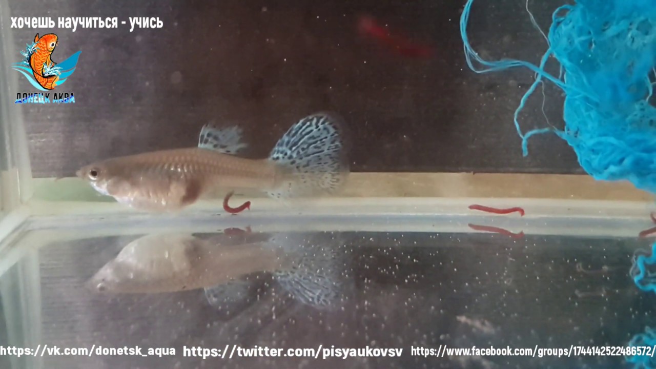 гуппи голубая трава, аквариумистика для всех