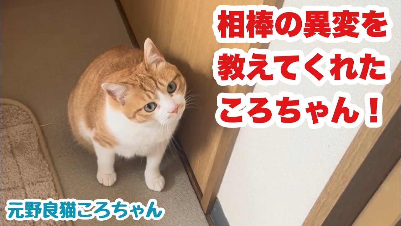 ころちゃんがいち早く気づいた異変 元野良猫ころちゃん - YouTube