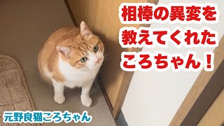 ころちゃんがいち早く気づいた異変　元野良猫ころちゃん