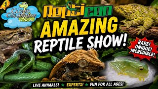 Huge Reptile Show in Orlando 🦎 Repticon Orlando full walk through.