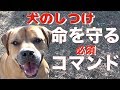 【ドッグトレーニング】犬を飼ったら入れて欲しいコマンド vol 1