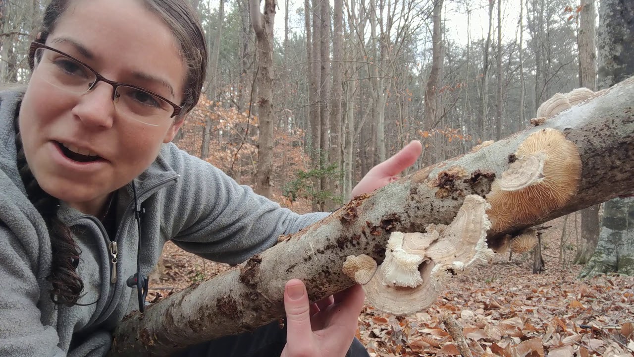 How to ID gilled polypore mushrooms, Trametes betulina