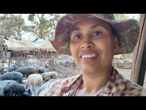 Roça # SUÍNOS,PRA CRIAR TEM QUE TER DEDICAÇÃO PRA CUIDAR.