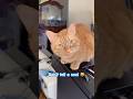 I Ve Got A Secret For You Cat Cats Shorts 