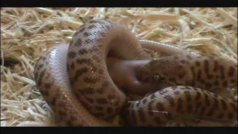 spotted python eating
