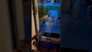 Baxter meets our neighbors cats 🐕 vs 🐈‍⬛ lol
