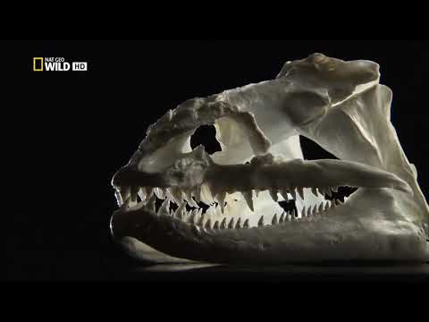 Строение мурен (сем. Muraenidae), на примере ячеистой мурены (Gymnothorax favagineus).