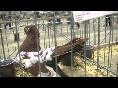 Video: Pigeon show ở Moscow (2015)