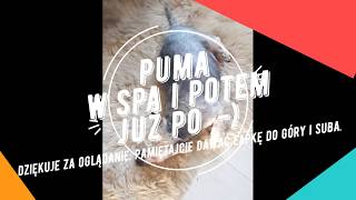 PUMA w SPA i już potem