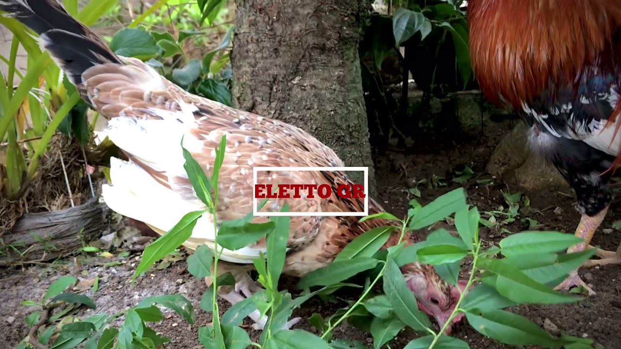 Gallo Morgan whitehackle - YouTube