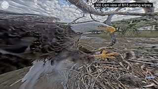 SWFL Eagles 5424.  M15 Delivers Squirrel Prey; F23 Wants It; The Chase is On, M15 Keeps It!