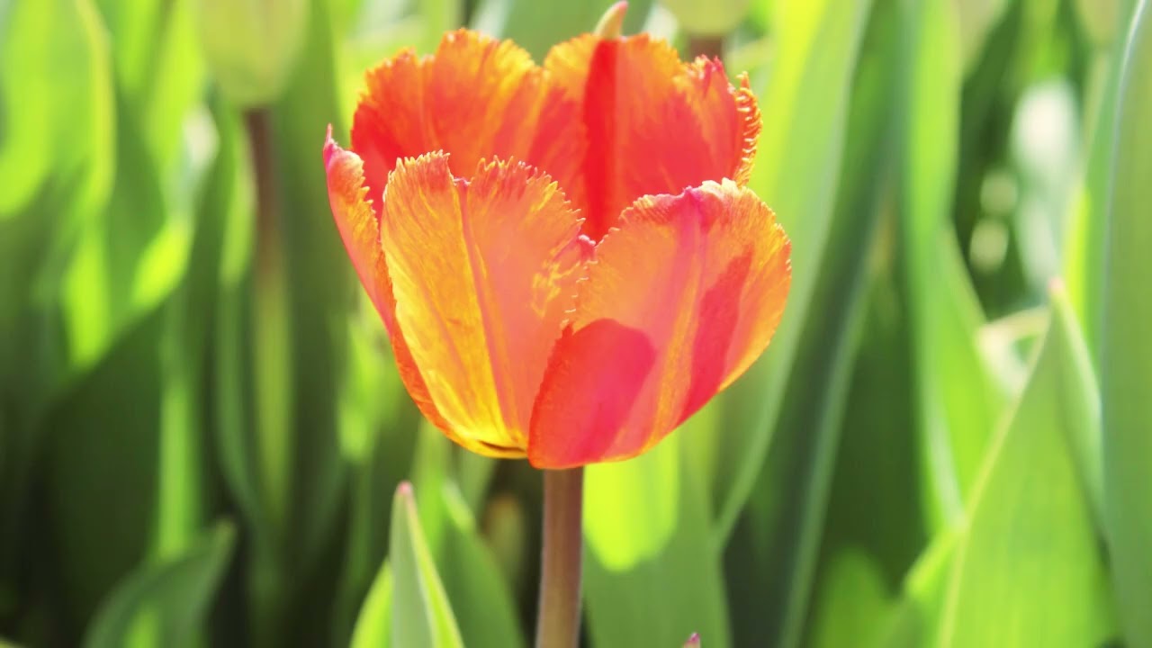 FALL INTO SLEEP INSTANTLY - Relaxing Sleep Music . Piano Sounds for Stress Relief, Anxiety 7