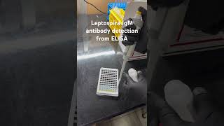 Leptospira IgM antibody detection by ELISA method #ELISA #labtechnician #microbiology #exam