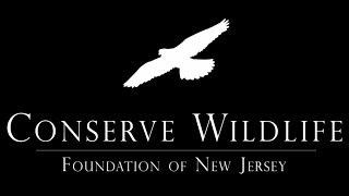 Species on the Edge Art & Essay Virtual Awards 2021 by Conserve Wildlife Foundation of NJ 306 views 2 years ago 37 minutes