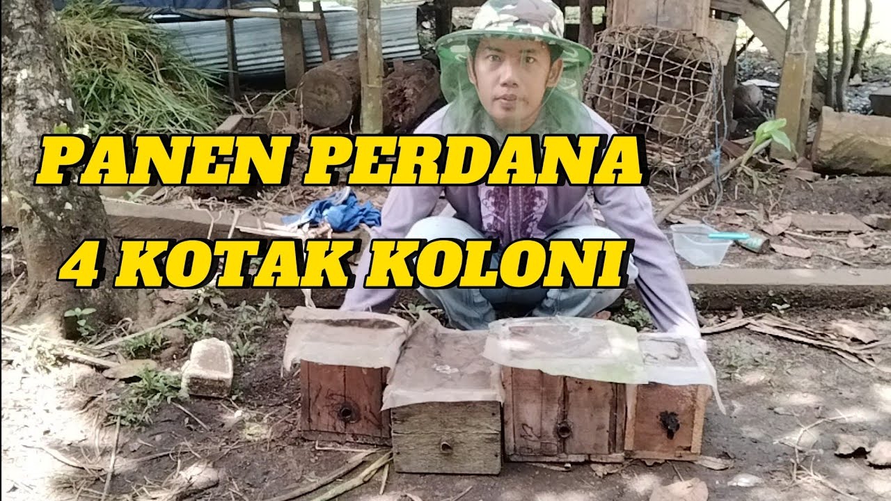 panen madu langsung 4 kotak koloni lebah kelulut levicep cukup untuk jamu