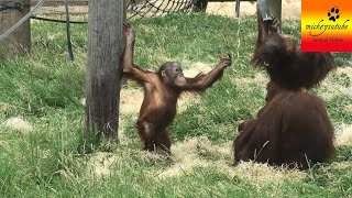 The Orangutan Baby Scuffle Continues