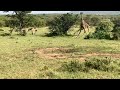 Hyena&#39;s kill baby Giraffe @nashulaimaasaiconservancy5257