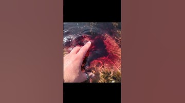 Sea Slug Defence Mechanism