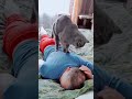 The Cat Giving His Owner Massage Shorts The Cat Giving His Owner Massage Shorts