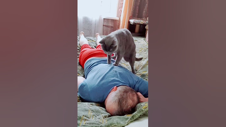 The Cat giving his Owner massage#shorts