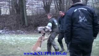 Orcan Vom Further Moor - Training 2010