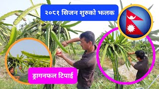 LED लाईटको प्रयोगबाट आएका अन्तिम लट फल Harvest गरेका छौ, ड्रागनफल खेतीको भविस्य र बजार बारेका प्रसंग