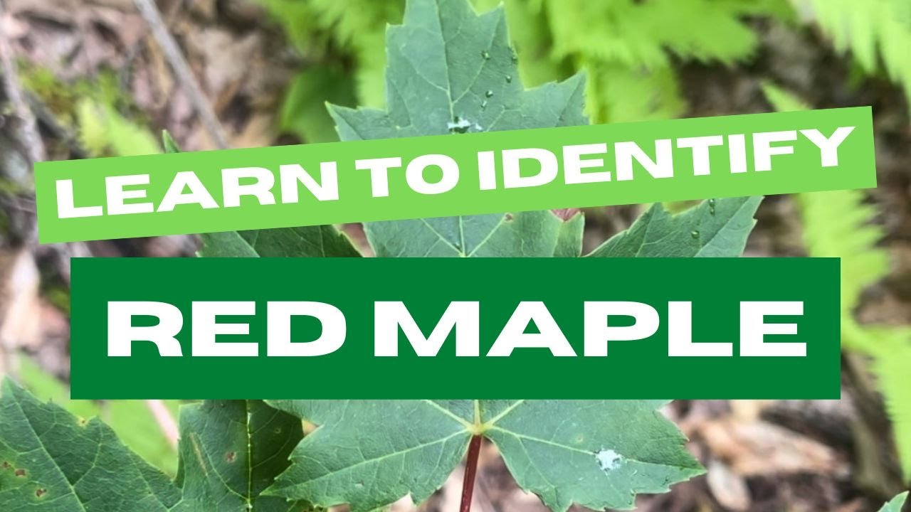 Learn to Identify Red Maple YouTube