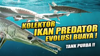 EPISODE KOLEKTOR !! IKAN PREDATOR EVOLUSI BUAYA DI TANK PURBA || KOLEKSI GAR !!