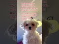 #sharktank #sharktankindia #sharktankindiaseason3 #doglover #cutedog #cutedogs #funnydogs #funnydog