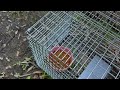 HAVAHART 1079SR Large 1-Door Humane Catch and Release Live Animal Trap Cage - Live Raccoon Trap