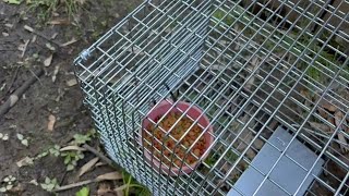HAVAHART 1079SR Large 1-Door Humane Catch and Release Live Animal Trap Cage - Live Raccoon Trap