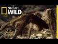 The Tarantula Mating Game | Destination WILD