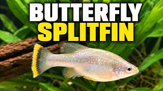 Ameca splendens: The Butterfly Splitfin in My Fish Room