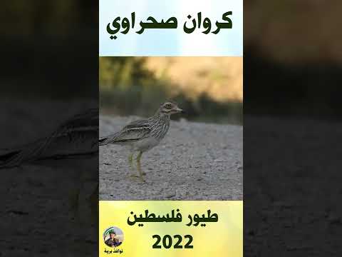 كروان صحراوي نوافذ برية