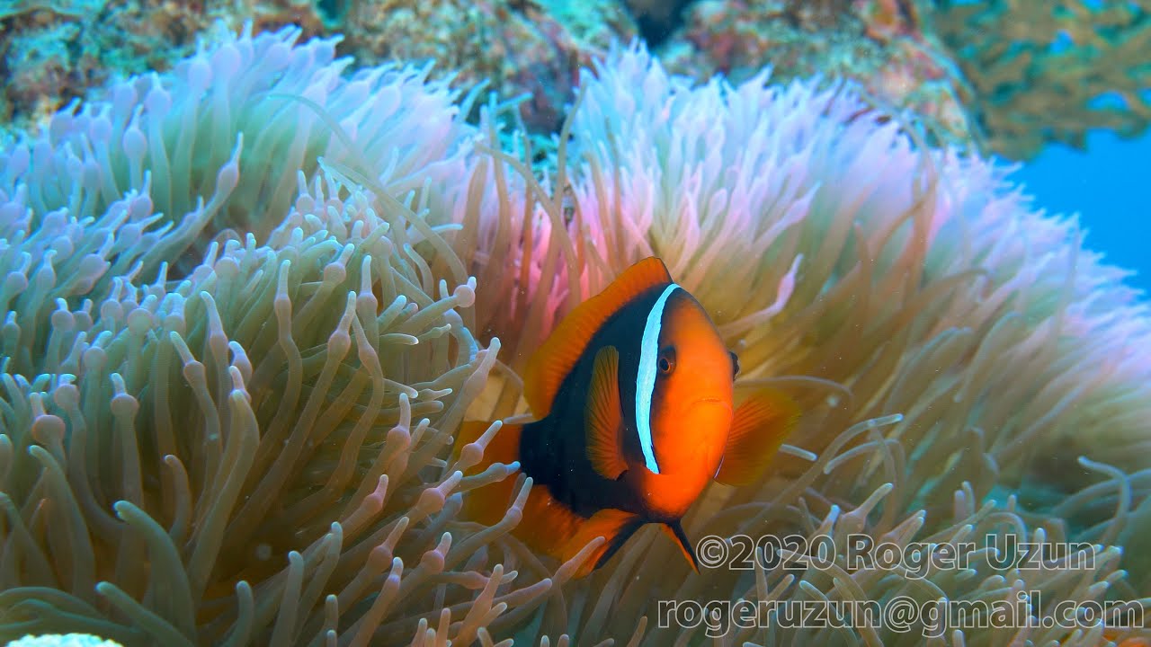 HDObservations : Tomato Clownfish (4K UHD)
