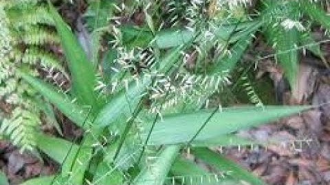 Tìm cây thuốc p36, tìm cây đạm trúc diệp