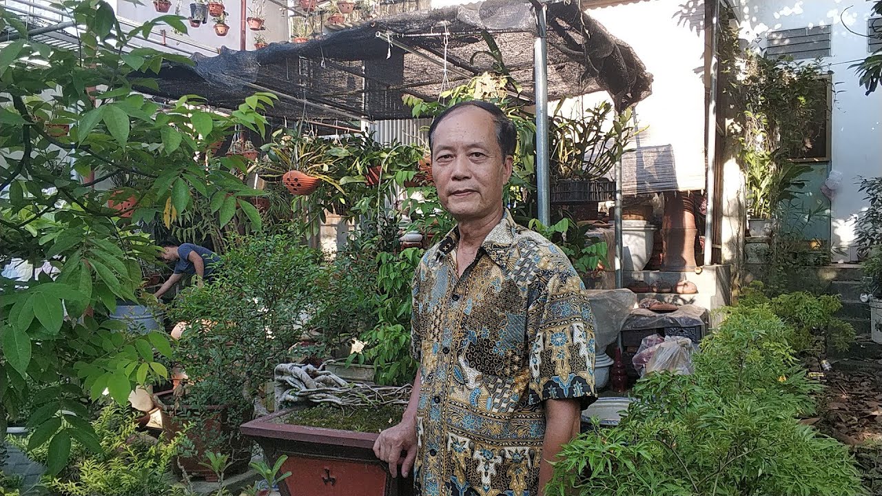 SH.2945.Báo giá 1tr Cây Thiên Tuế đẹp và nhiều bonsai... - youtube
