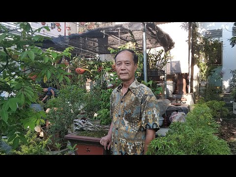 Video SH.2945.Báo giá 1tr Cây Thiên Tuế đẹp và nhiều bonsai... - youtube