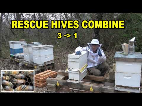 2 Queenless Rescue Hives + 1 Tiny Swarm → One Strong Hive?